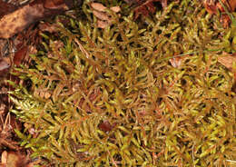 Image of big red stem moss