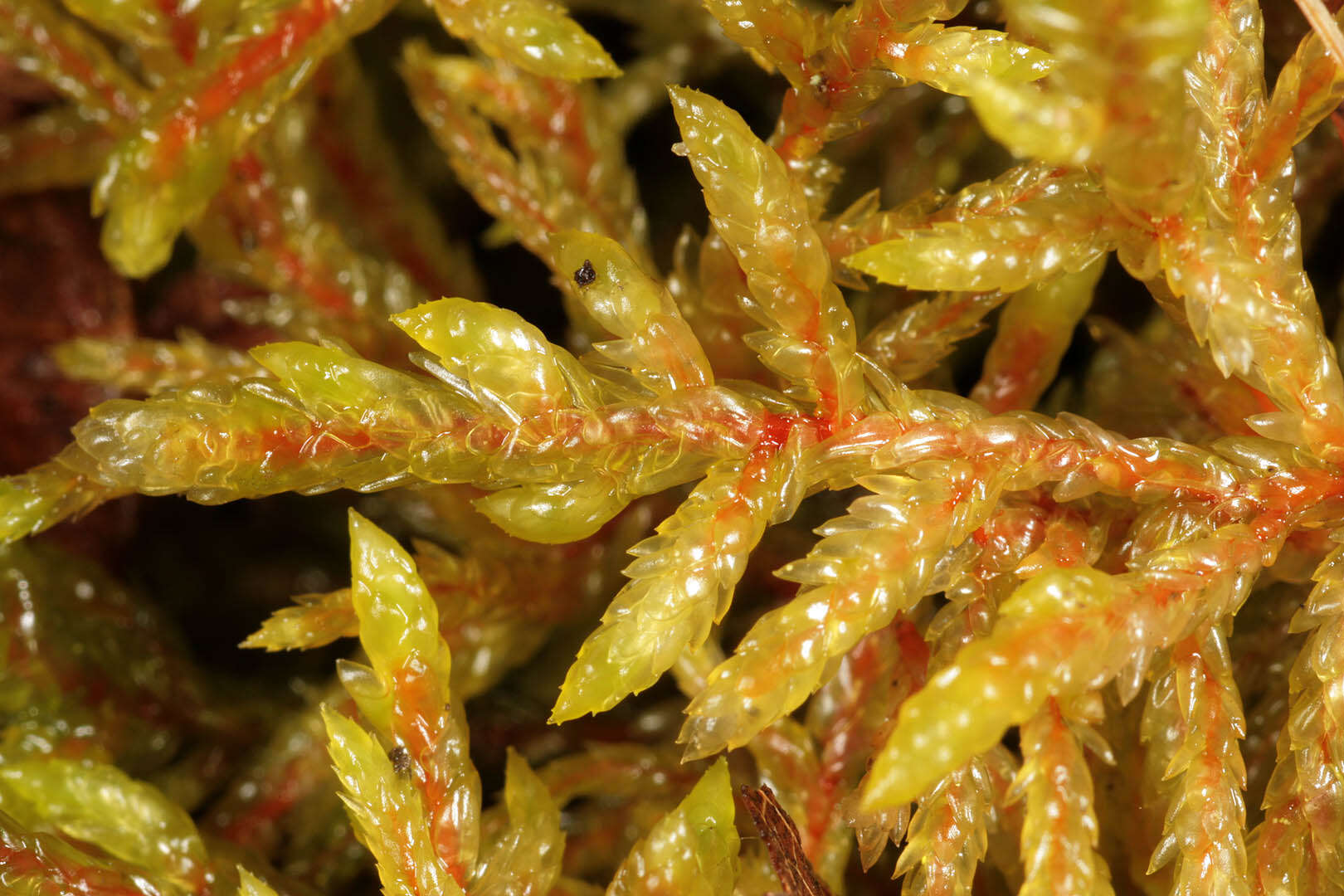 Image of big red stem moss