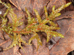 Image of big red stem moss