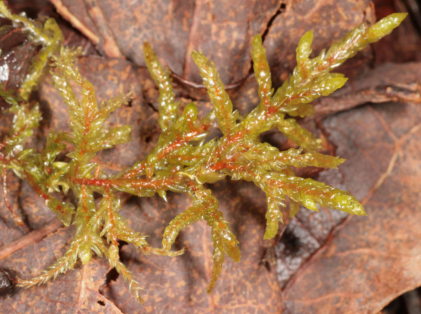 Image of big red stem moss