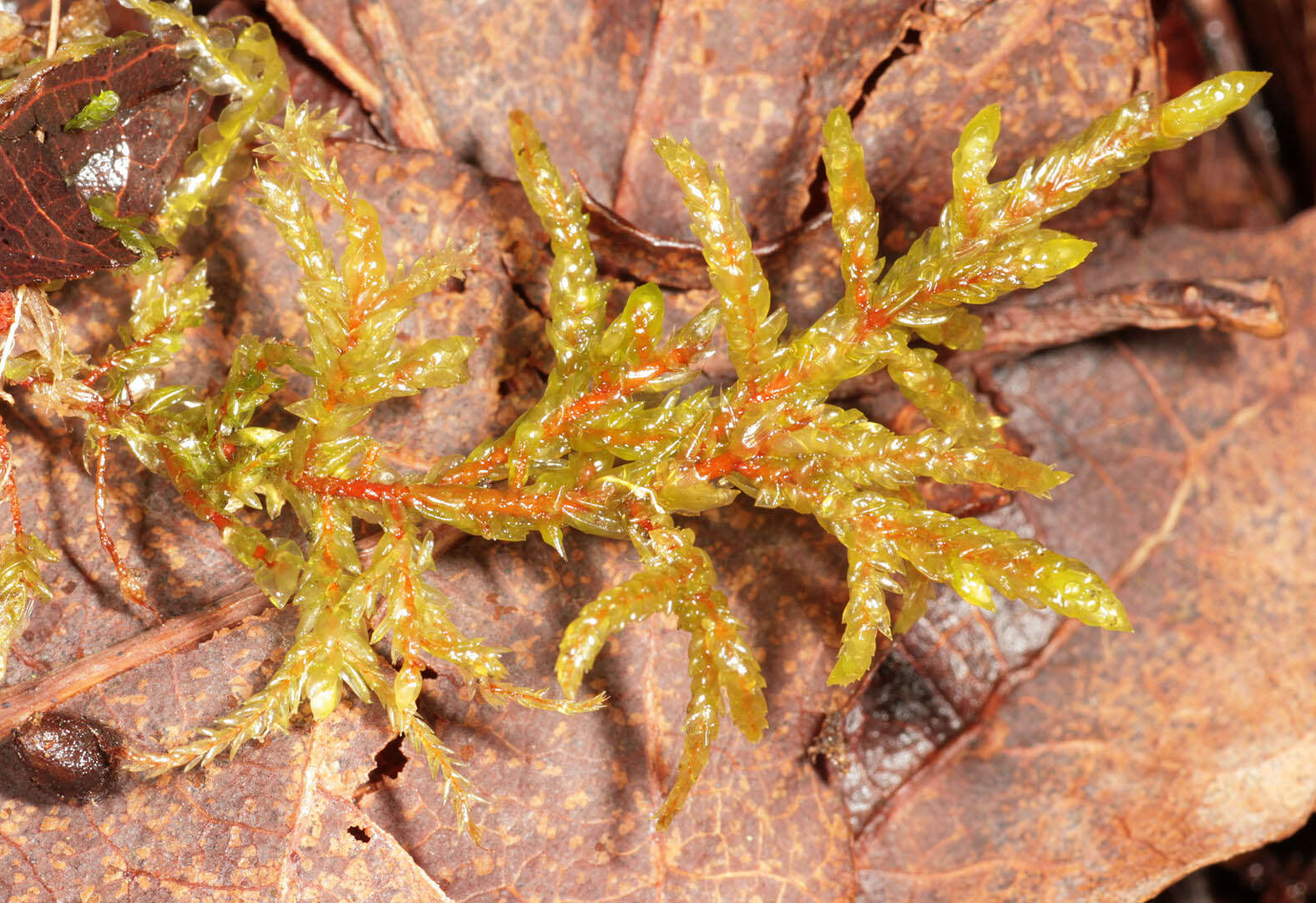 Image of big red stem moss