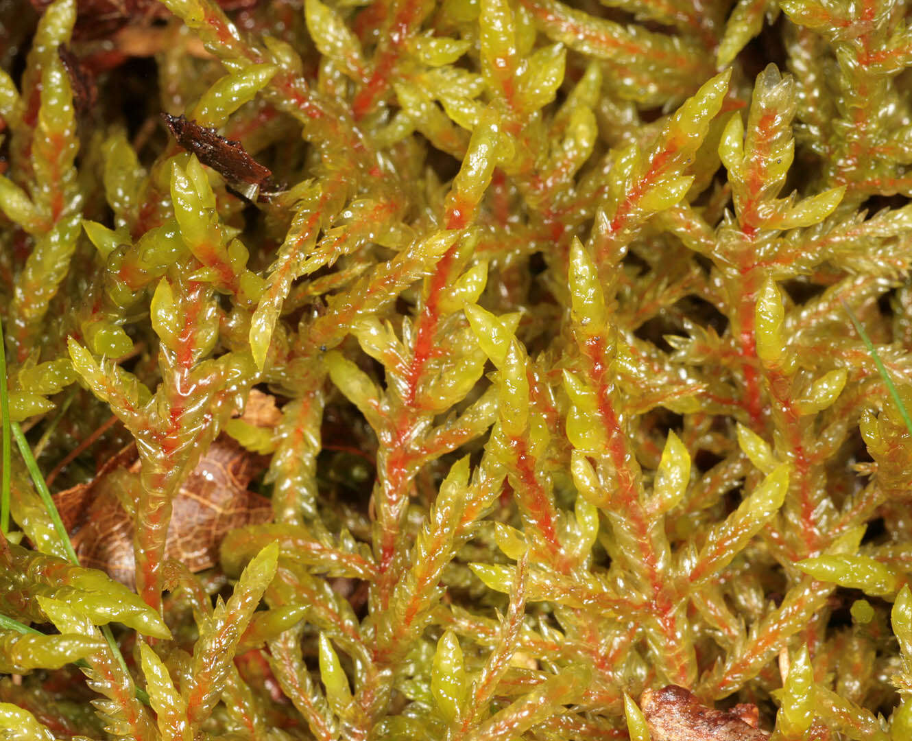 Image of big red stem moss