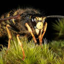 Image of Dolichovespula sylvestris