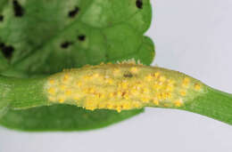 Imagem de Puccinia smyrnii Biv. 1816