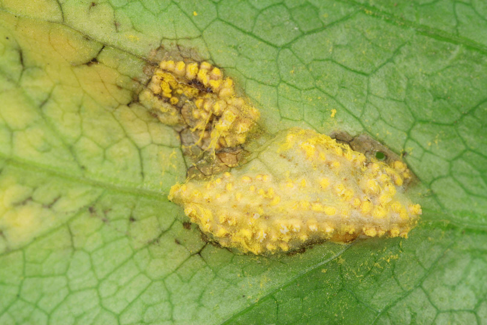 Imagem de Puccinia smyrnii Biv. 1816