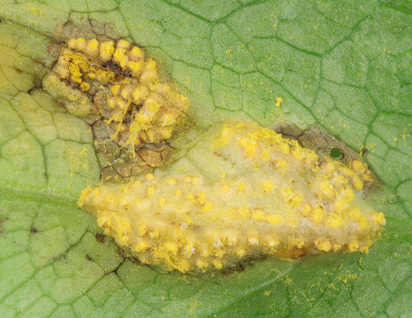 Image of Puccinia smyrnii Biv. 1816