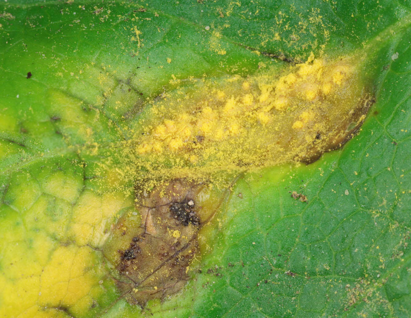 Image of Puccinia smyrnii Biv. 1816