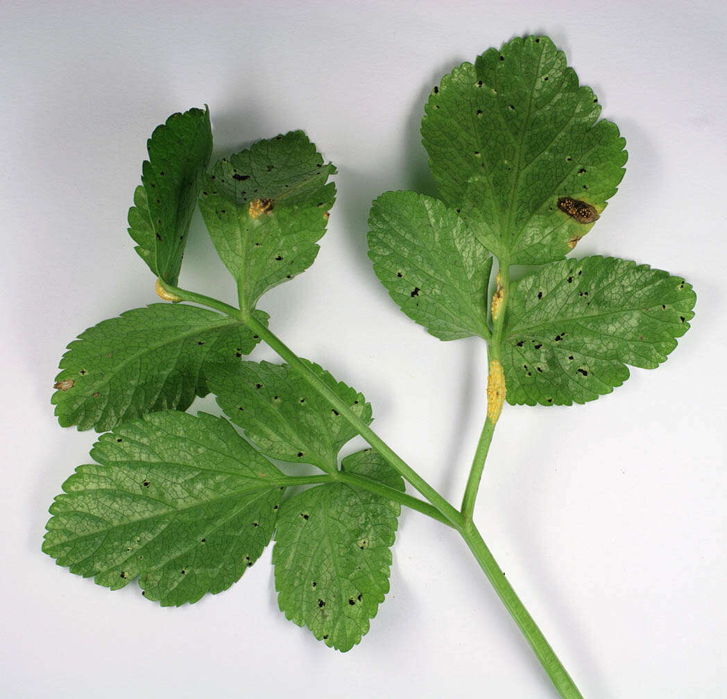 Image of Puccinia smyrnii Biv. 1816