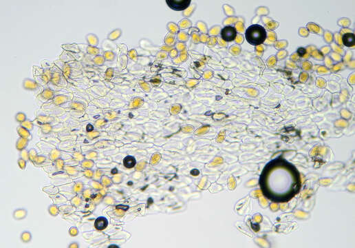 Image of Puccinia smyrnii Biv. 1816