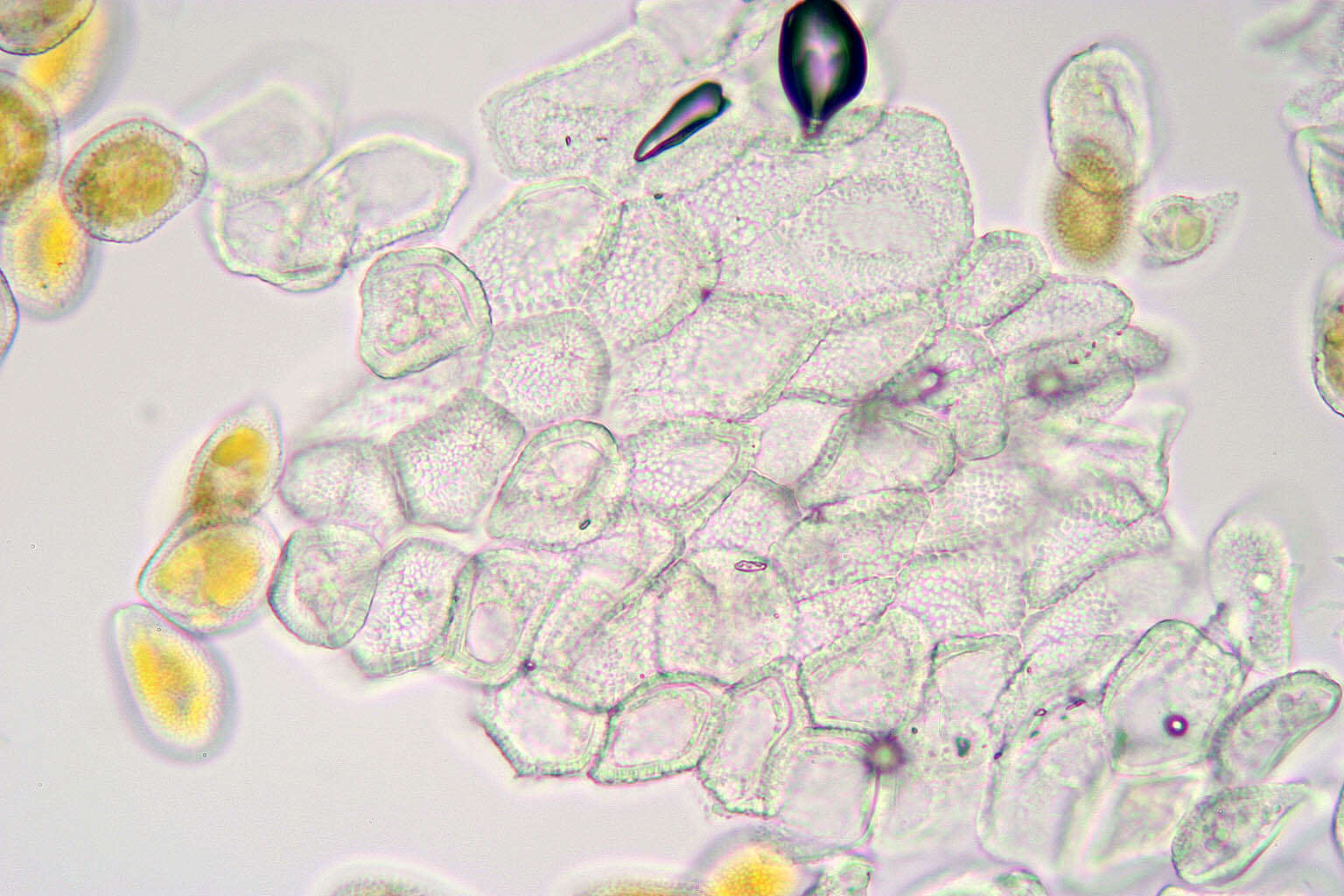 Image of Puccinia smyrnii Biv. 1816