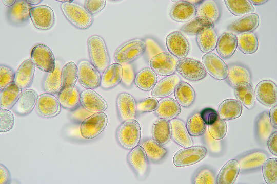 Image of Puccinia smyrnii Biv. 1816