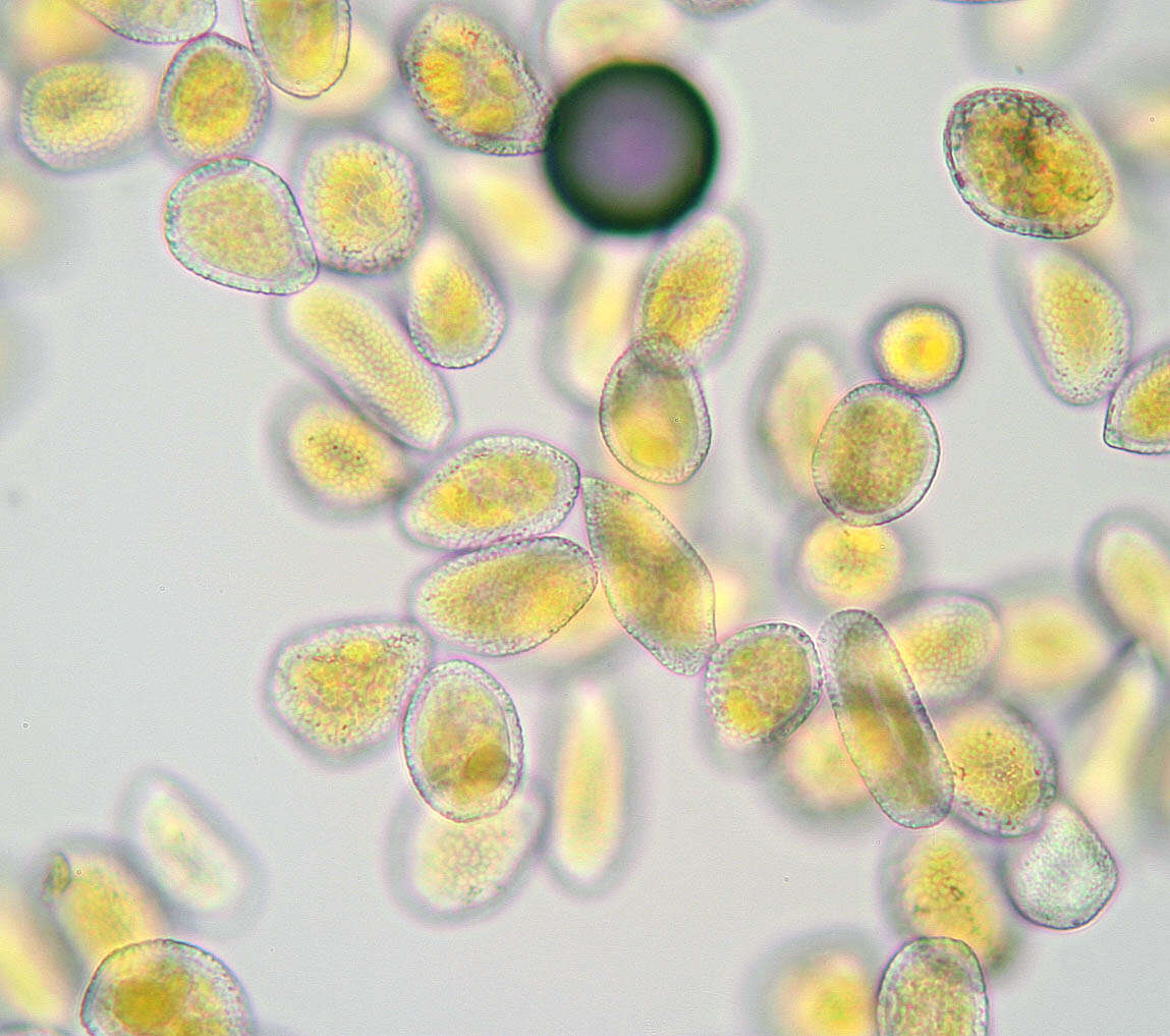 Image of Puccinia smyrnii Biv. 1816