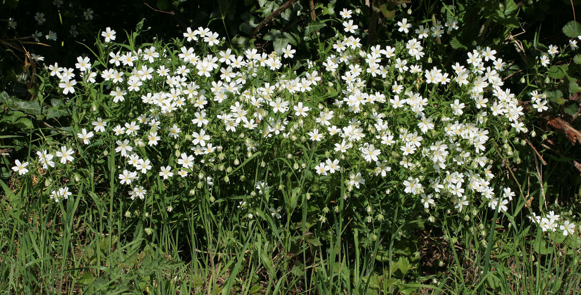 صورة Stellaria holostea L.