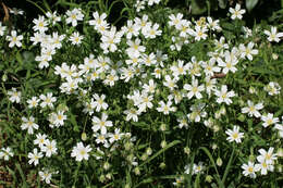 صورة Stellaria holostea L.