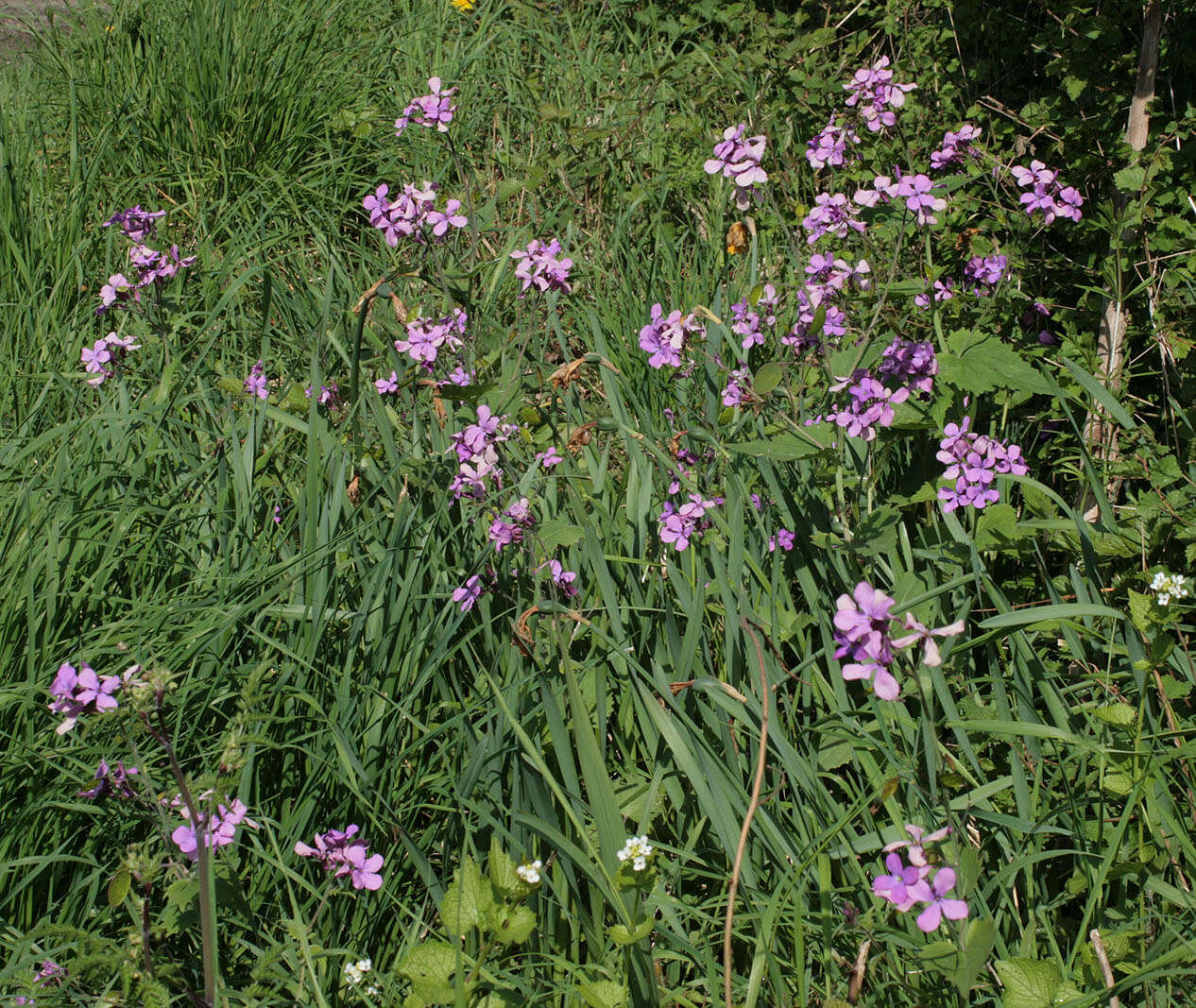 Image of annual honesty