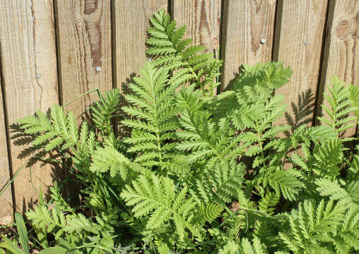 Image of common tansy