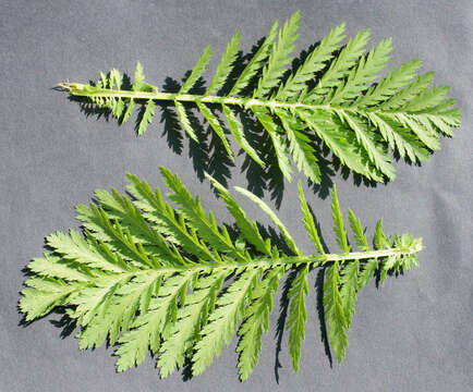 Image of common tansy