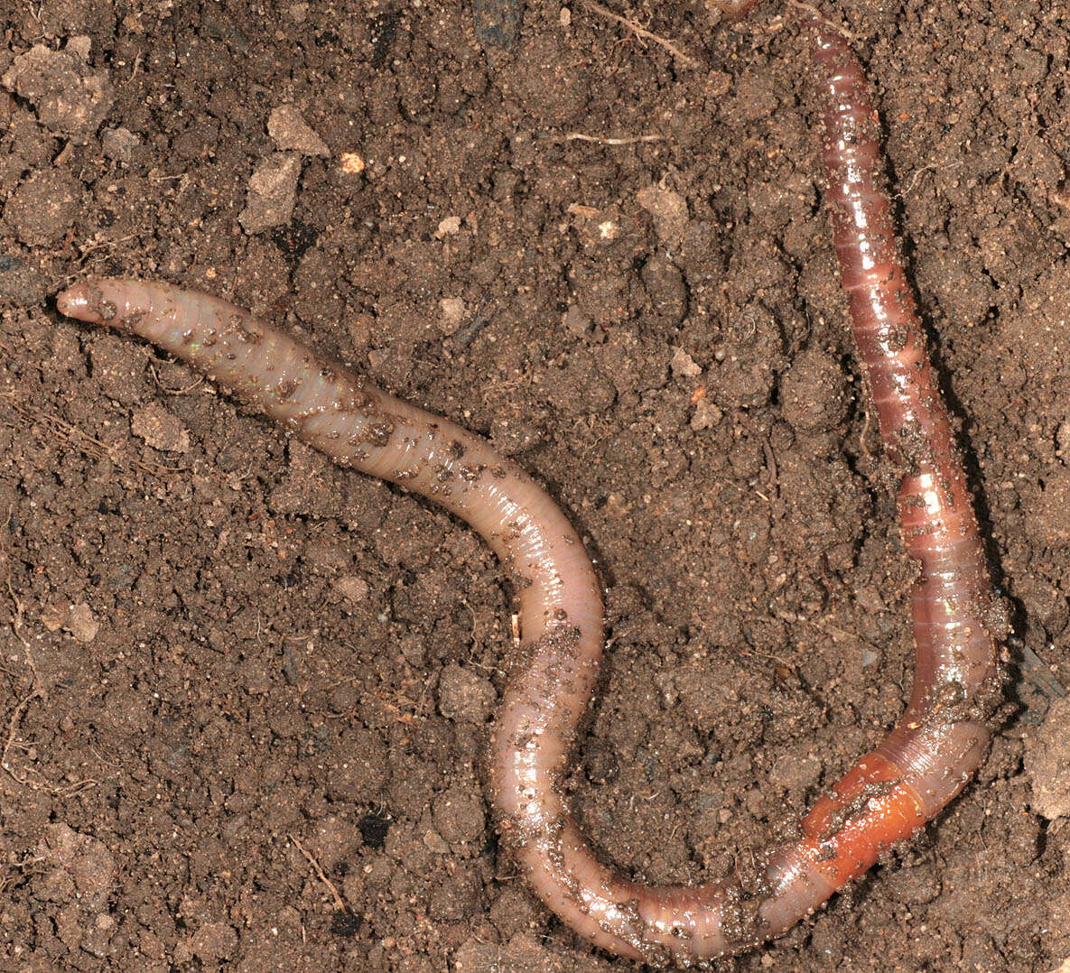 Image of Blackhead worm