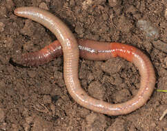 Image of Blackhead worm