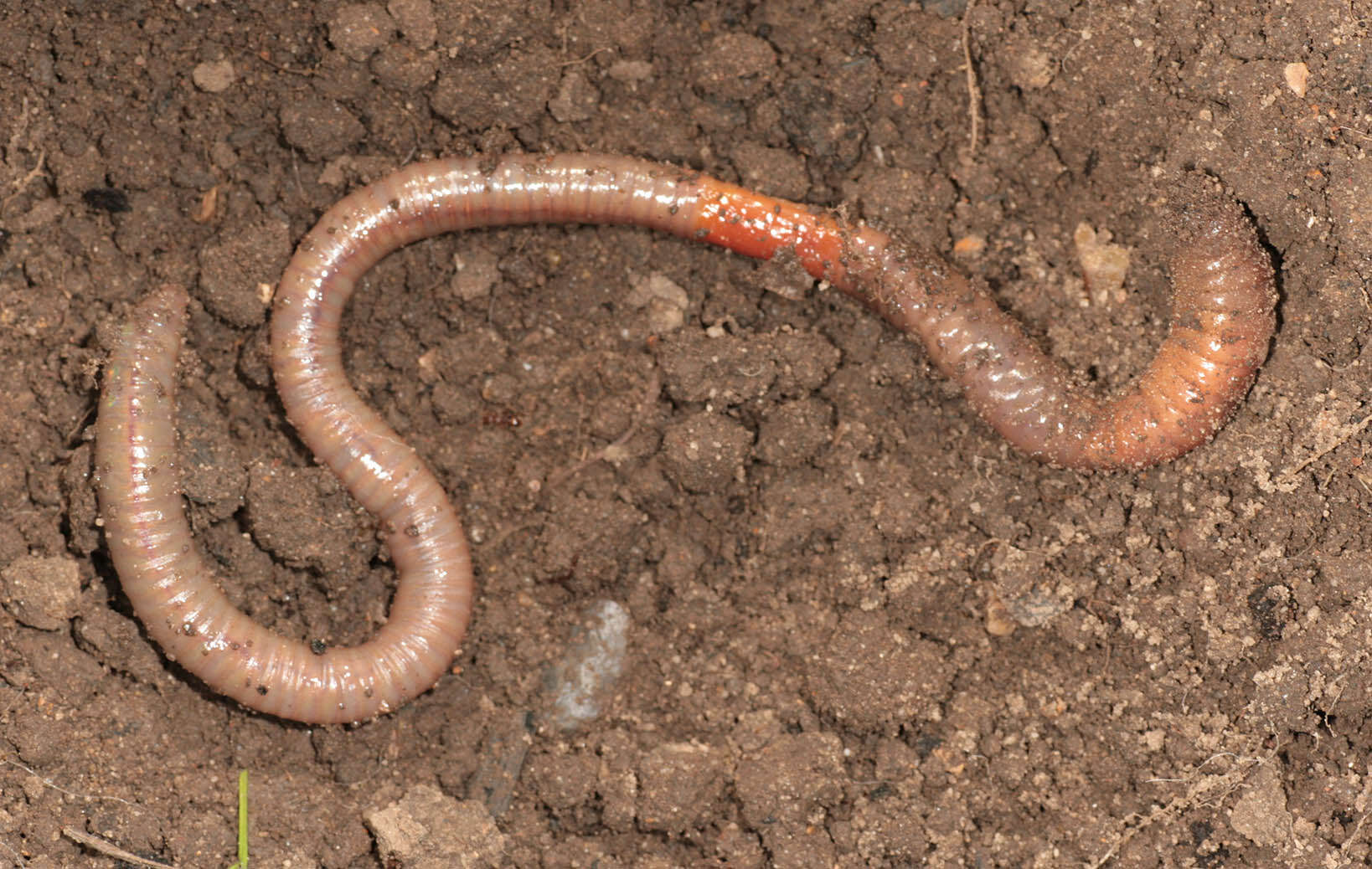 Image of Blackhead worm