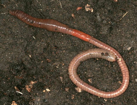 Image of Blackhead worm