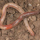 Image of Earthworm