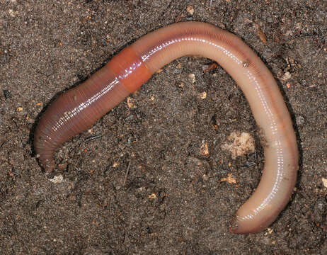 Image of Earthworm