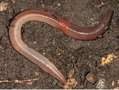 Image of Earthworm