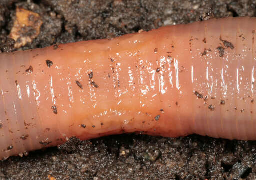 Image of Earthworm