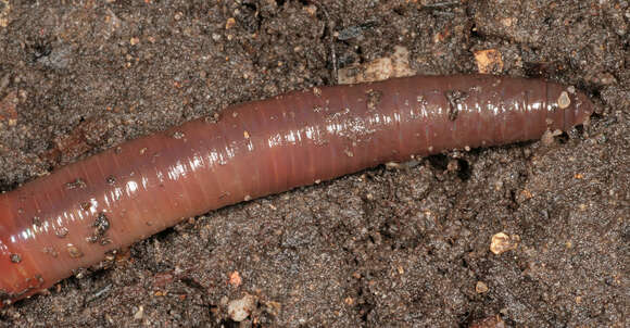 Image of Earthworm