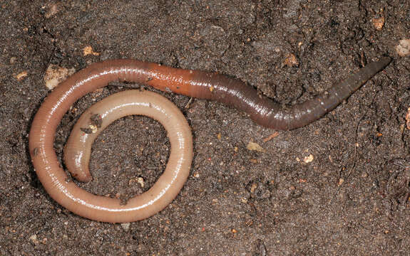 Image of Blackhead worm