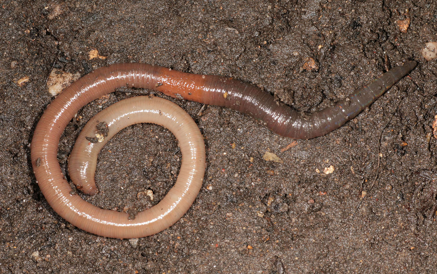 Image of Blackhead worm