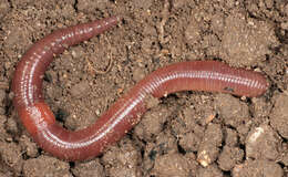Image of red earthworm