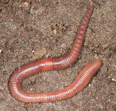 Image of red earthworm