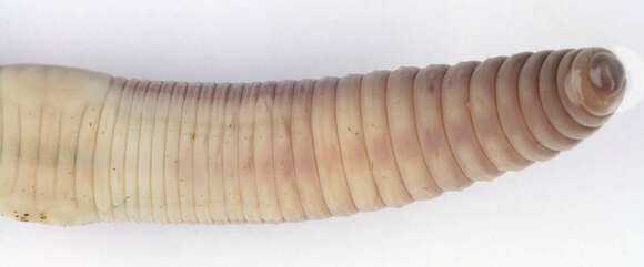 صورة Lumbricus rubellus Hoffmeister 1843