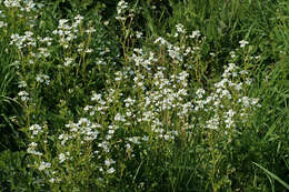 Image of Large Bittercress