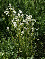 Image of Large Bittercress