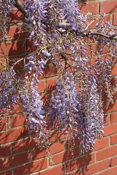 Image de Wisteria sinensis (Sims) Sweet