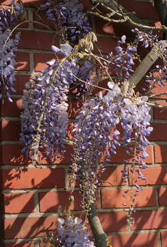 Image of Chinese wisteria