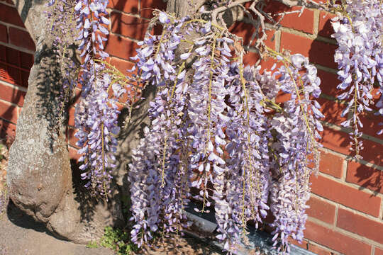 Image de Wisteria sinensis (Sims) Sweet