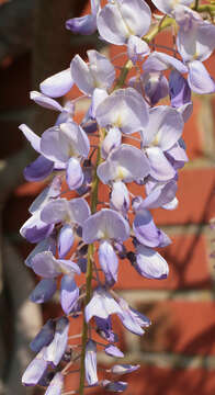 Image of Chinese wisteria