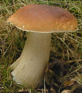 Image of Cep