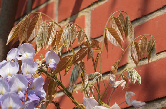 Image of Chinese wisteria