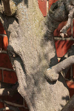 Image of Chinese wisteria