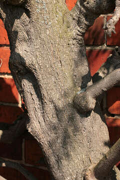 Image of Chinese wisteria