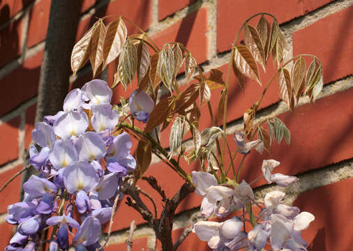 Image of Chinese wisteria