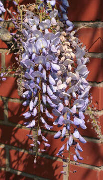 Image of Chinese wisteria