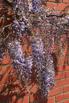 Image of Chinese wisteria