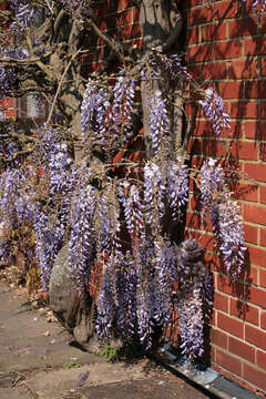 Image of Chinese wisteria