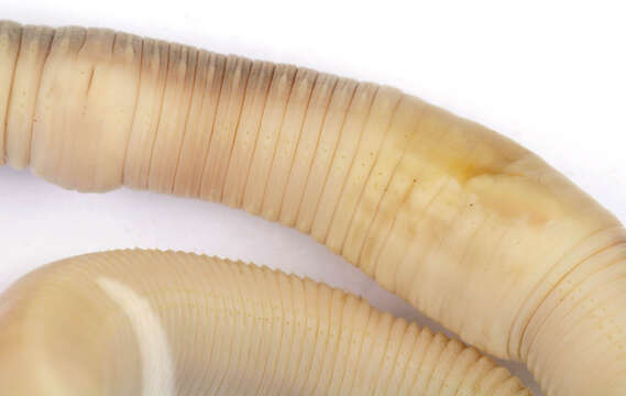 Image of Blackhead worm